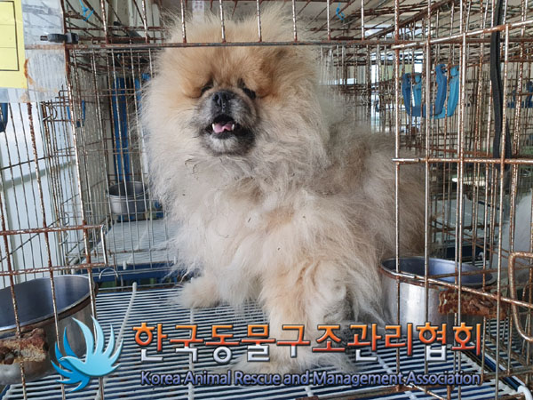 한국동물구조관리협회_411304202300682